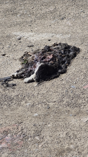 Domestic Cat