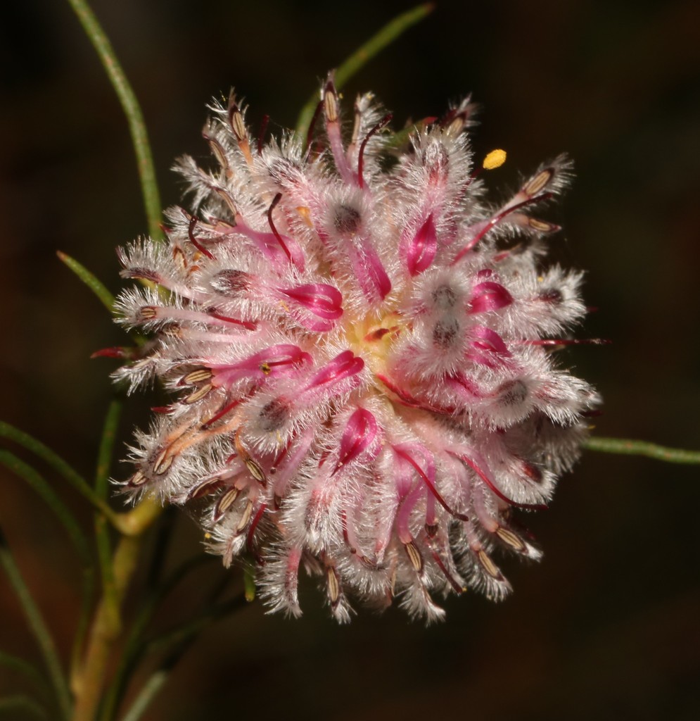 Fluted Spiderhead