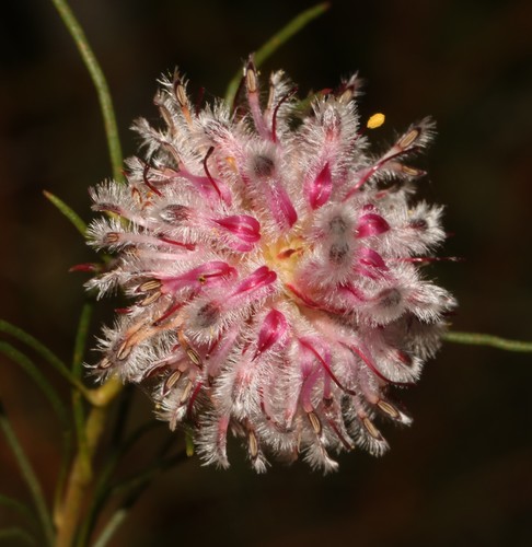 Serruria nervosa Meisn.