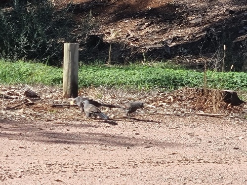 Apostlebird
