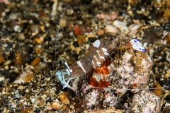 Ancylomenes magnificus