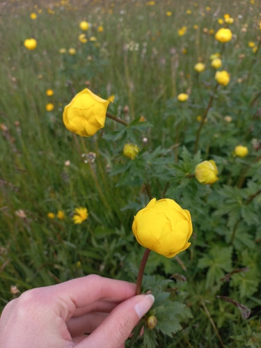 European Globeflower