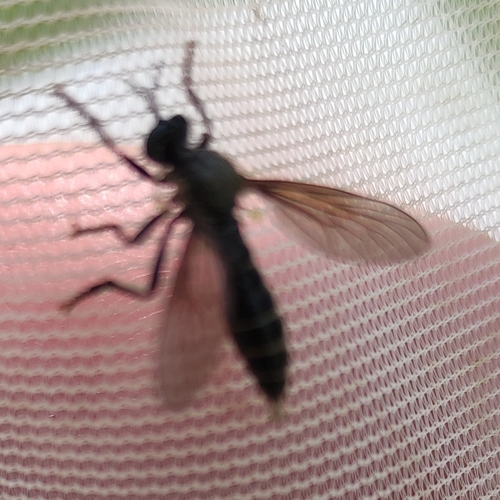 violet black-legged robber fly, 3732 HW De Bilt, Nederland, photo 10 of 10