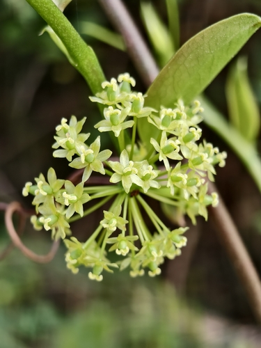 Smilax china iNat (3)