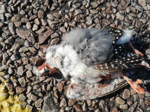 Pygmy Falcon