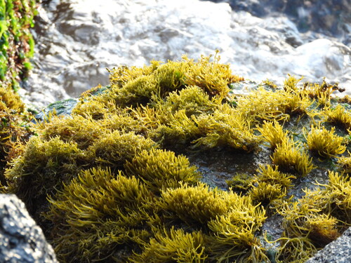 Ahnfeltiopsis observed 2026-05-21