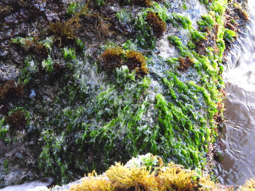 Ulva observed 2026-05-21