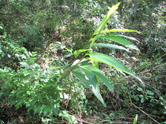 Renealmia aromatica