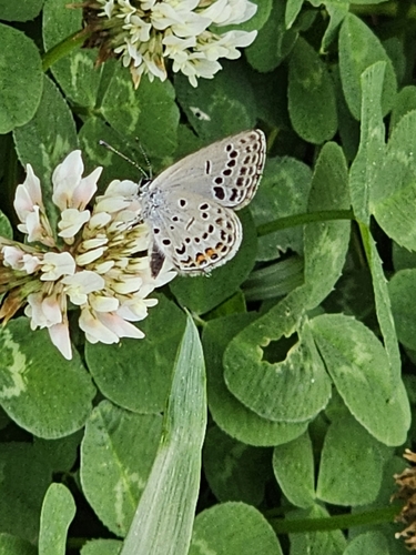 Fischer's Blue