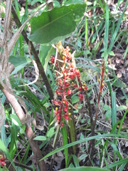 Renealmia aromatica