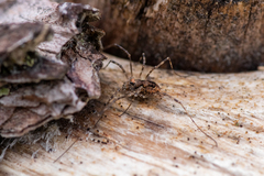 Platybunus pinetorum