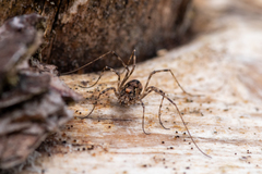 Platybunus pinetorum