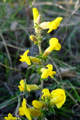 Chamaecytisus ratisbonensis