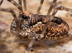 Platybunus pinetorum