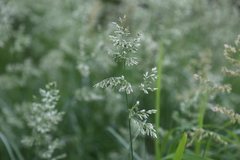 Poa arachnifera