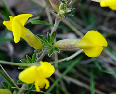 Chamaecytisus ratisbonensis