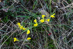 Chamaecytisus ratisbonensis