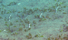 Heteroconger polyzona
