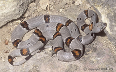 Lampropeltis alterna