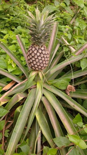 pineapple