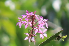 Epidendrum flexuosum