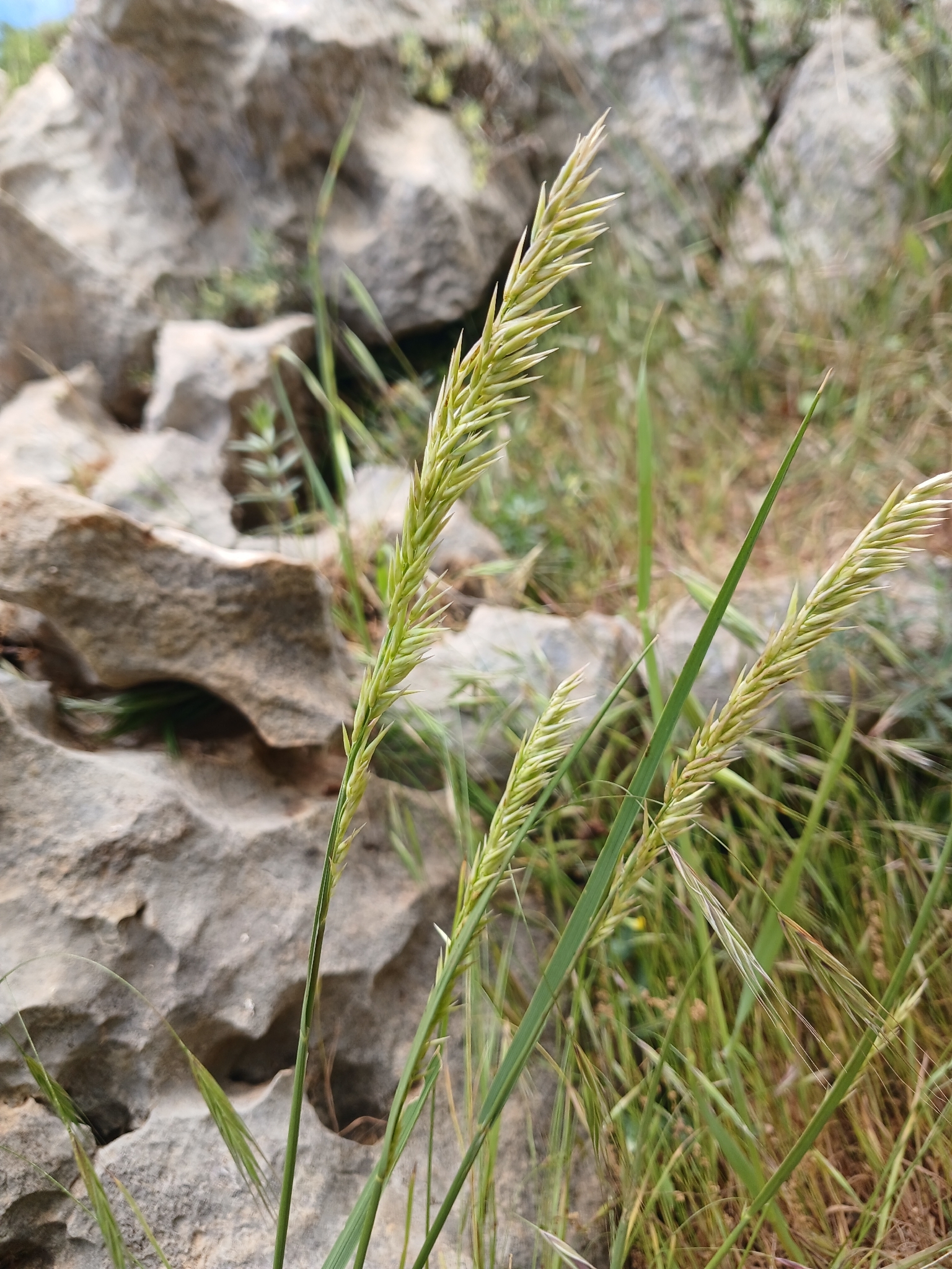 Melica persica