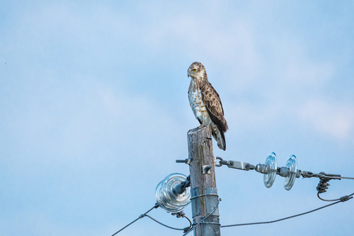 Short-toed Snake-Eagle