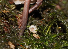 Meredithena dandenongensis