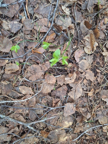 common bilberry
