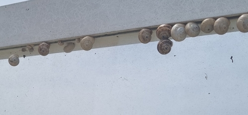 White Italian Snail