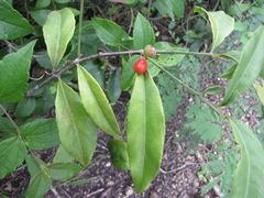 Crossopetalum gaumeri