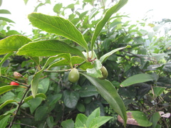 Crossopetalum gaumeri