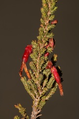 Erica monadelphia