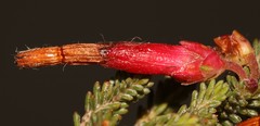 Erica monadelphia