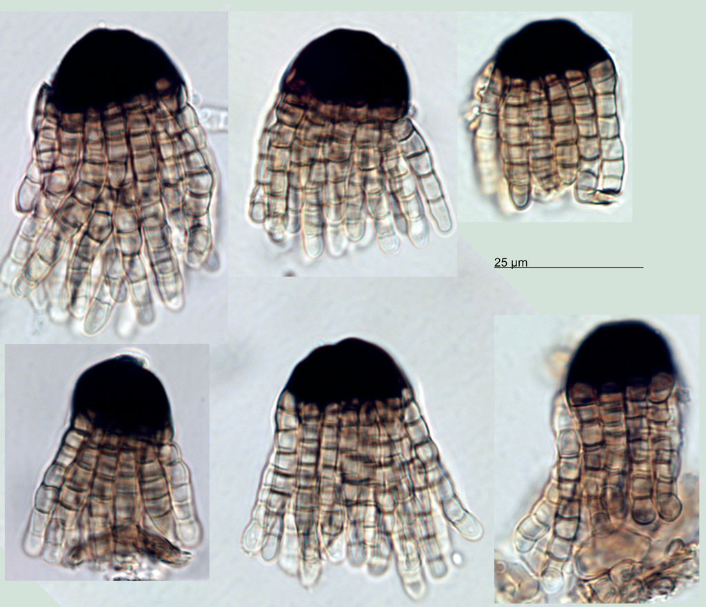 Cryptocoryneaceae