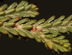 Erica monadelphia