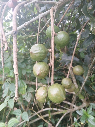 Macadamia integrifolia observed 2026-05-19