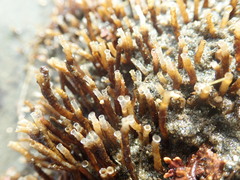 Spiochaetopterus costarum