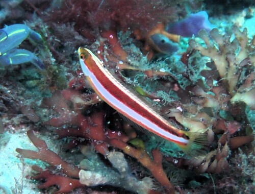 Spinster wrasse (Suezichthys devisi) — Labridae