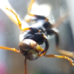 Polistes aurifer