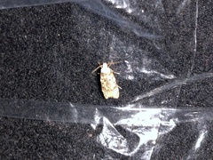 Endrosis sarcitrella