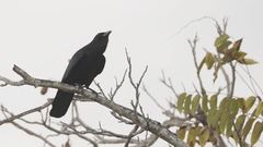 Corvus imparatus