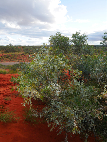 Blue-leaved Mallee