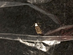 Endrosis sarcitrella