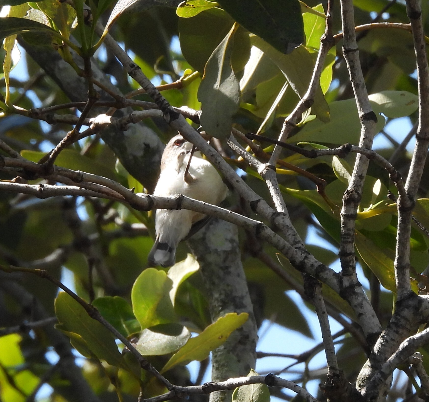 Mangrove Gerygone (Gerygone levigaster), photo 3