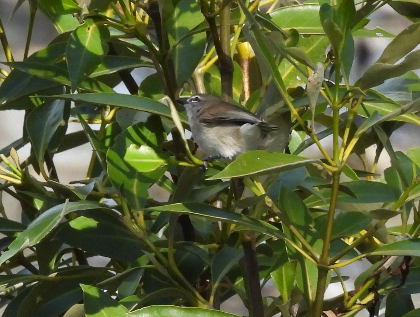 Mangrove Gerygone (Gerygone levigaster), photo 9
