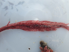 Cumathamnion decipiens
