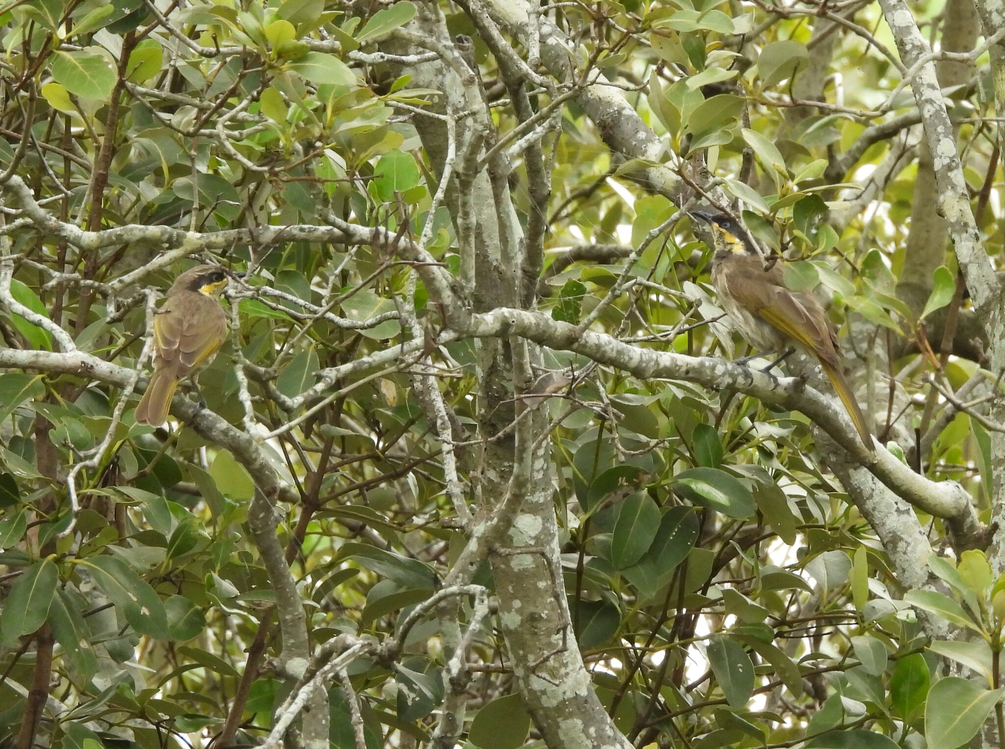 Mangrove Honeyeater (Gavicalis fasciogularis), photo 6