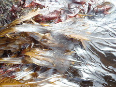 Desmarestia herbacea