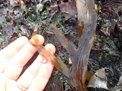 Desmarestia herbacea